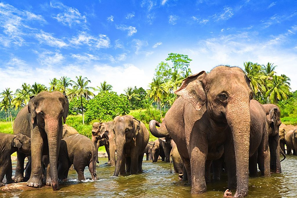 Pinnawala Elephant Orphanage – A Sanctuary for Gentle Giants