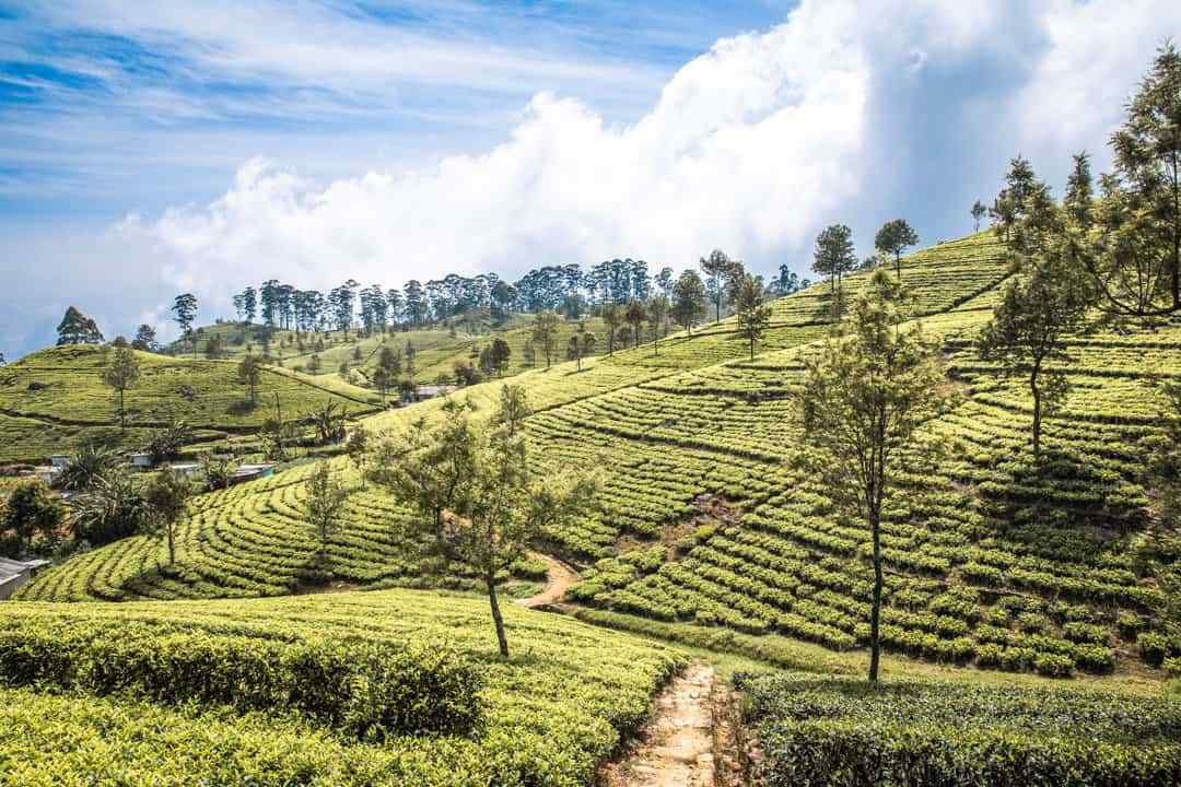 A Journey Through Sri Lanka’s Tea Plantations