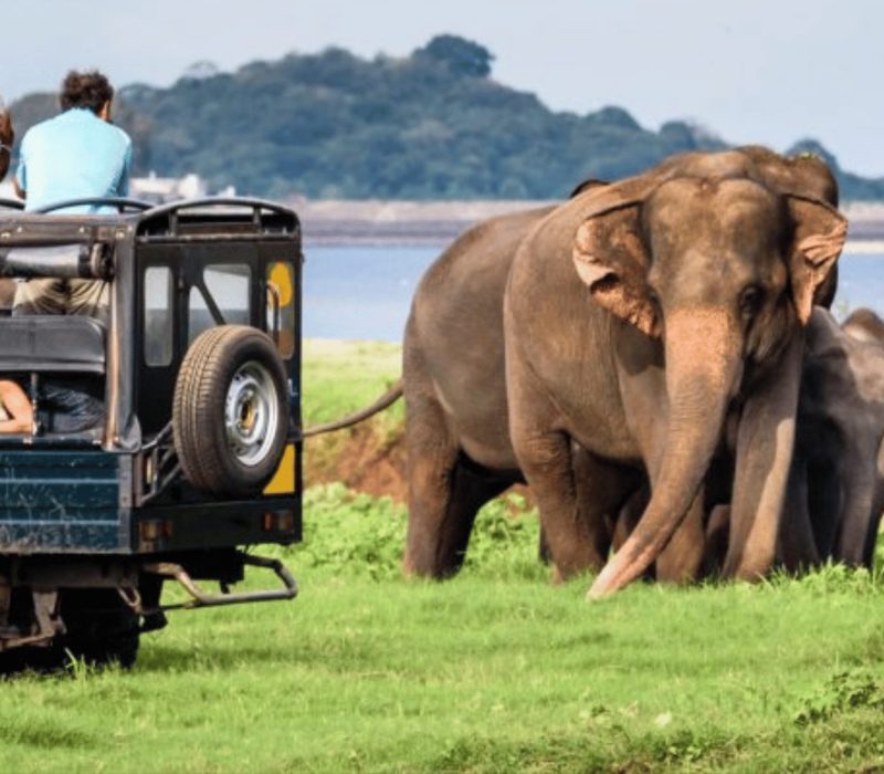 Yala-National-Park-2